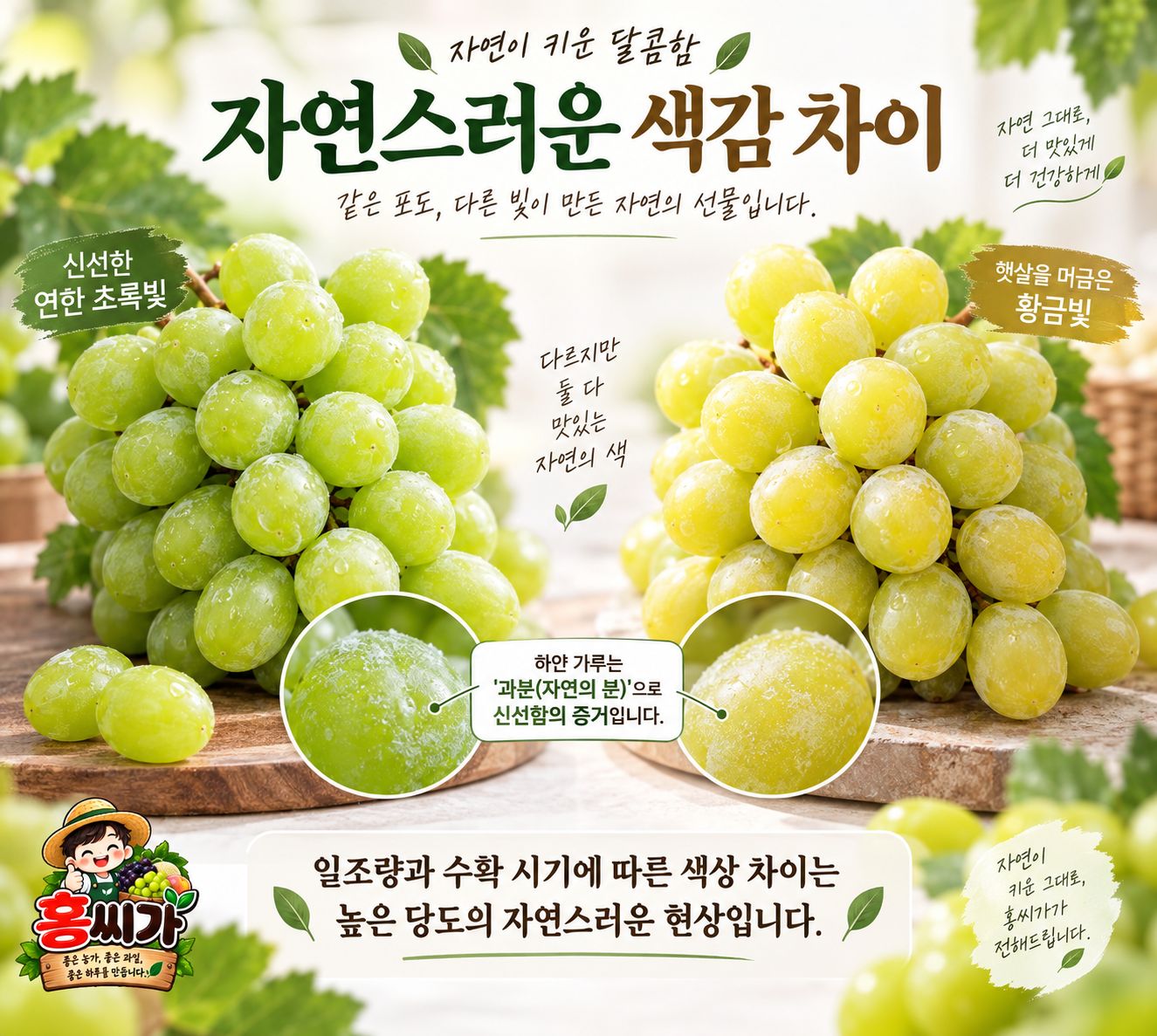 미국산 고당도 씨없는 청포도 상세 사진