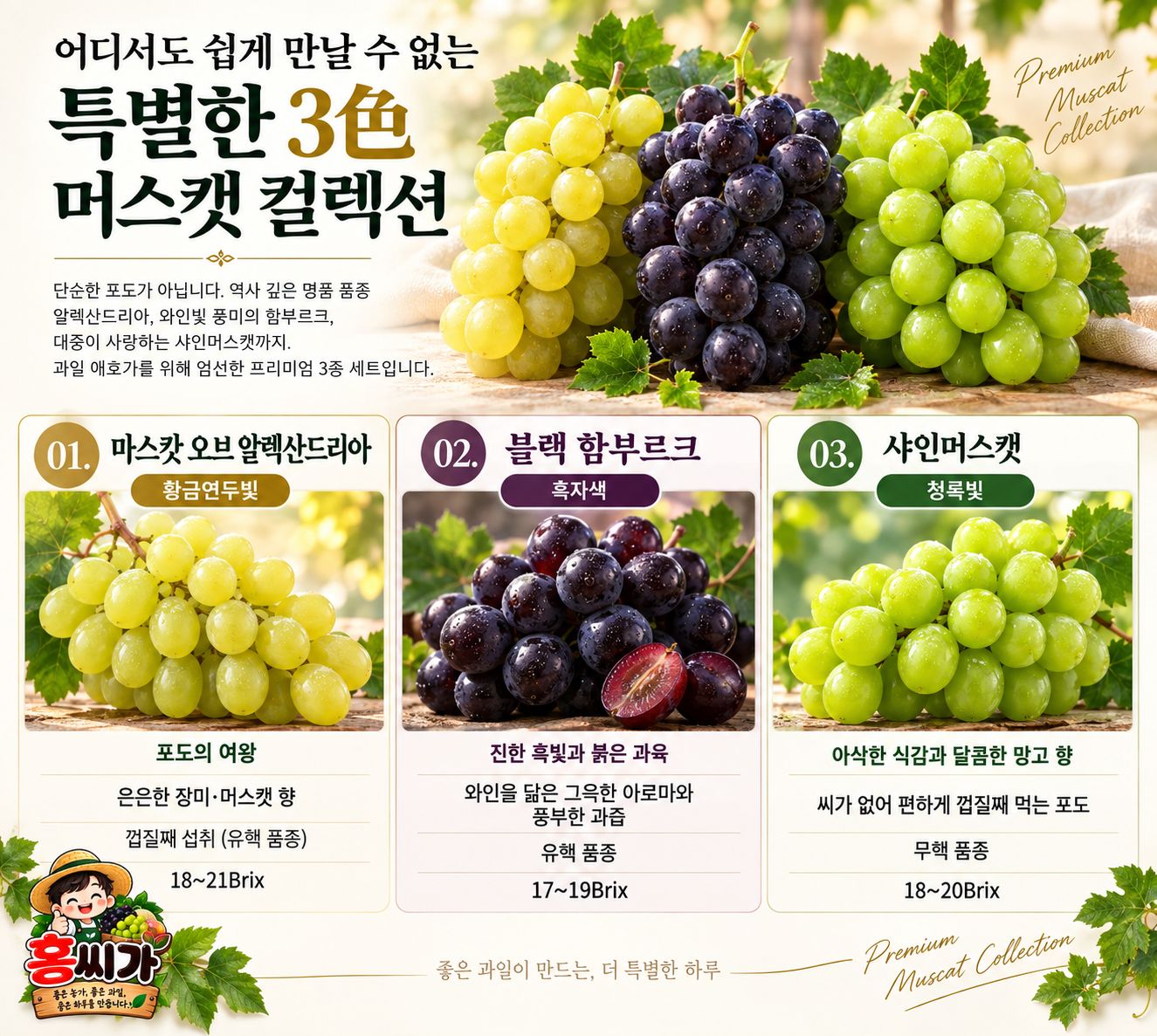 산지직송 프리미엄 포도 3종세트 함부르크 알렉산드리아 샤인머스켓 상세 사진
