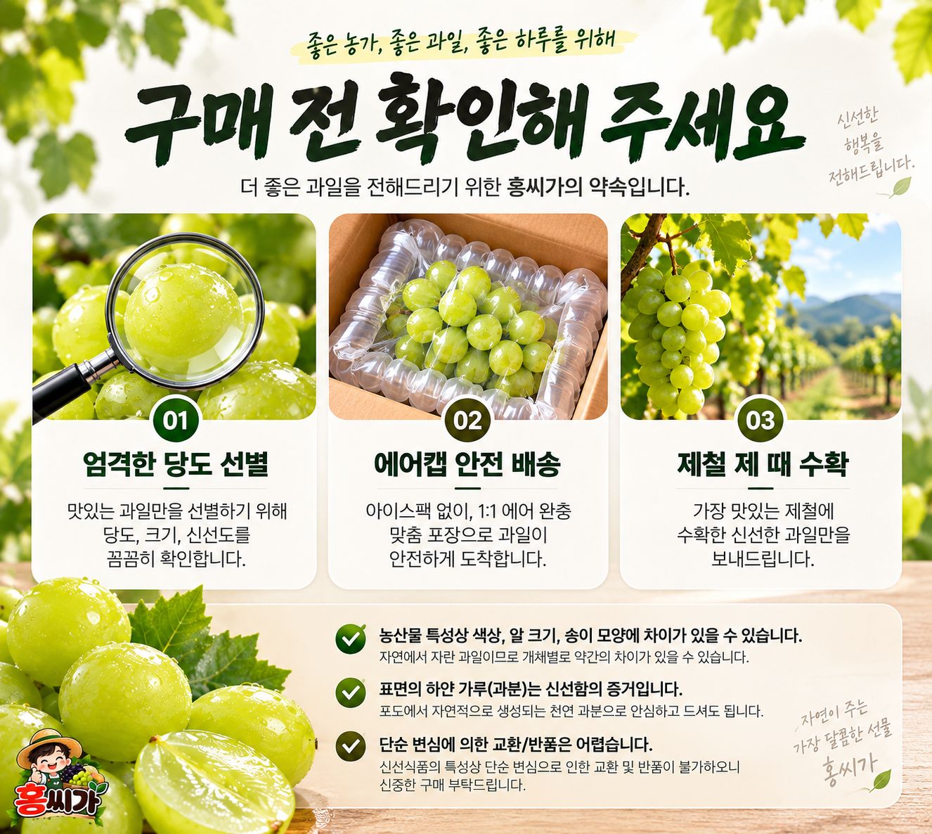 미국산 고당도 씨없는 청포도 상세 사진
