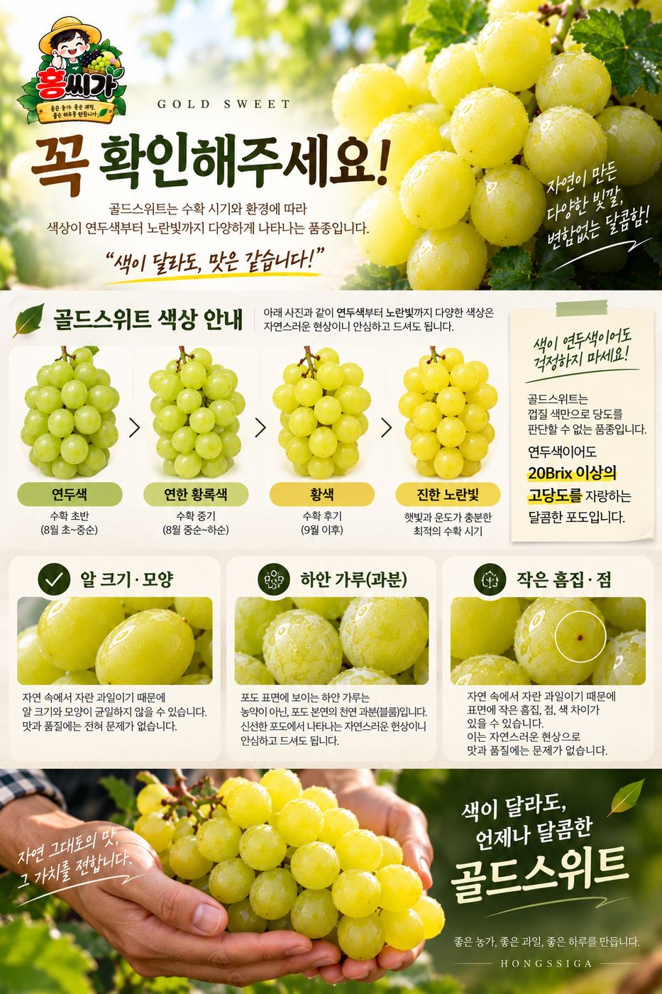 김천 포도명인 고당도 골드스위트 신품종 포도 1KG / 2KG 상세 사진