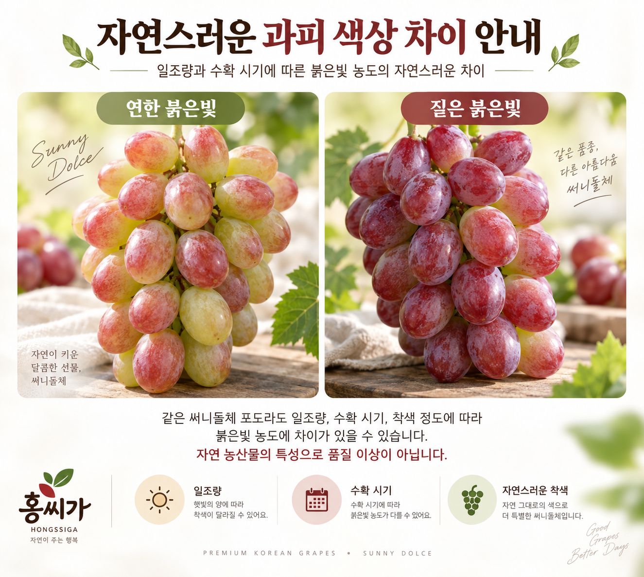 국내산 고당도 신품종 포도 써니돌체 SNS에서 난리난 사과포도 상세 사진